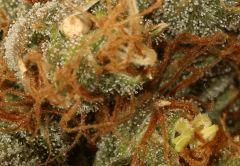 G13-Skunk tricoty (et herma pour le coup