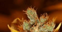 G13-Skunk