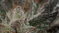 Bubba Kush
