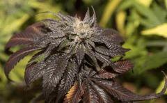 Bubba Kush sur la fin