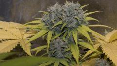 Cmass Exo Cheese