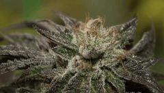 Bubba Kush sur la fin