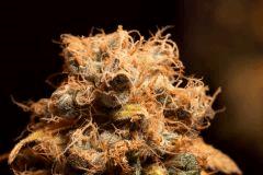 G13-Skunk env f+80j