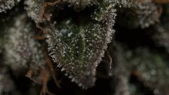 Bubba Kush