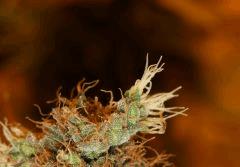 G13-Skunk