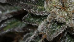 Bubba Kush