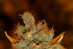 G13-Skunk