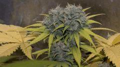 Cmass Exo Cheese