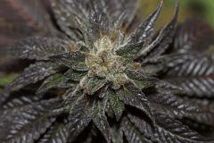 Bubba Kush