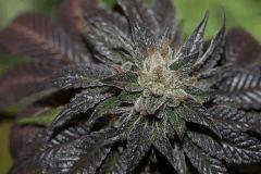 Bubba Kush