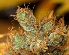 G13-Skunk env f+80j
