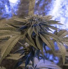 Bubba Kush 34j aprés 12/12