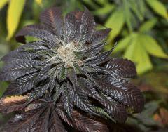 Bubba Kush sur la fin