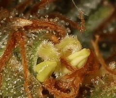 G13-Skunk tricoty' (et herma pour le coup)