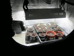 IMG 8521