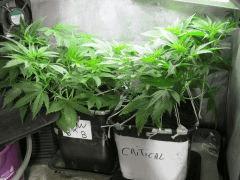 Cro 40