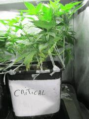 critical Cro