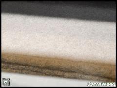 HempFlax (67)