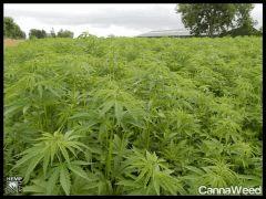 HempFlax (105).jpg