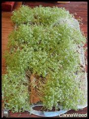 HempFlax (10)