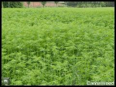 HempFlax (100).jpg