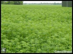 HempFlax (103).jpg
