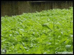 HempFlax (97).jpg
