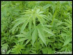 HempFlax (104).jpg