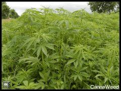 HempFlax (109).jpg