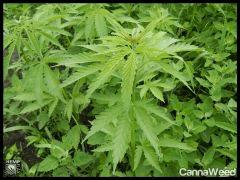HempFlax (108).jpg