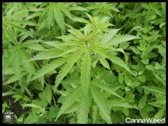 HempFlax (107).jpg