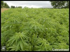 HempFlax (106).jpg