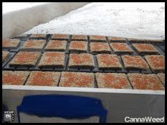HempFlax (9)