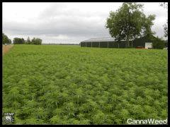 HempFlax (110).jpg