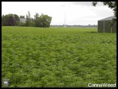 HempFlax (101).jpg