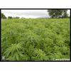 HempFlax (105).jpg