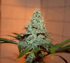 Alpine OG 12/12 +39