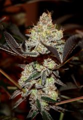 Viper Cookie 12/12 +62  début du rinçage