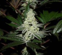 Viper Cookie 12/12 +42