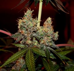 Alpine OG #1 12/12 + 72 passage au flush