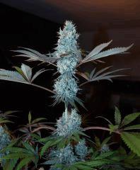Alpine OG 12/12 +67