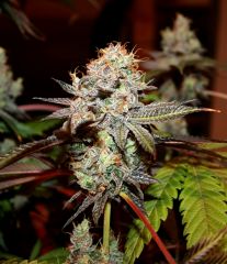 Alpine OG #1 12/12 + 72 passage au flush