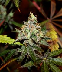 Alpine OG #1 12/12 + 72 passage au flush