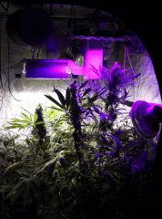 DWC génétique incertaine