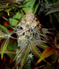 Alpine OG #1 12/12 + 72 passage au flush