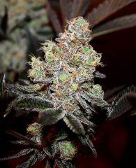 Viper Cookie 12/12 +62  début du rinçage