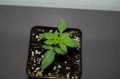 IMGP0994