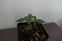 IMGP0981
