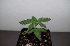 IMGP0990
