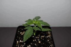 IMGP0992